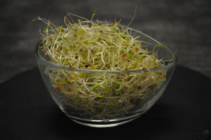 Bio-Alfa-Kresse-Sprossen