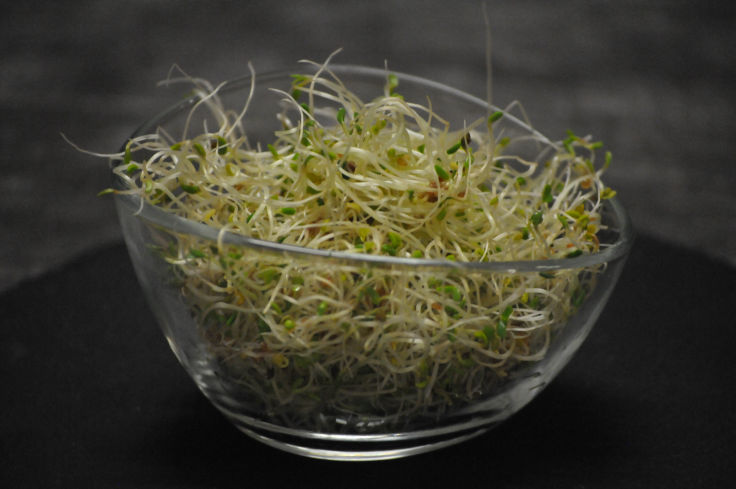 Bio Alfa-Rucola-Sprossen