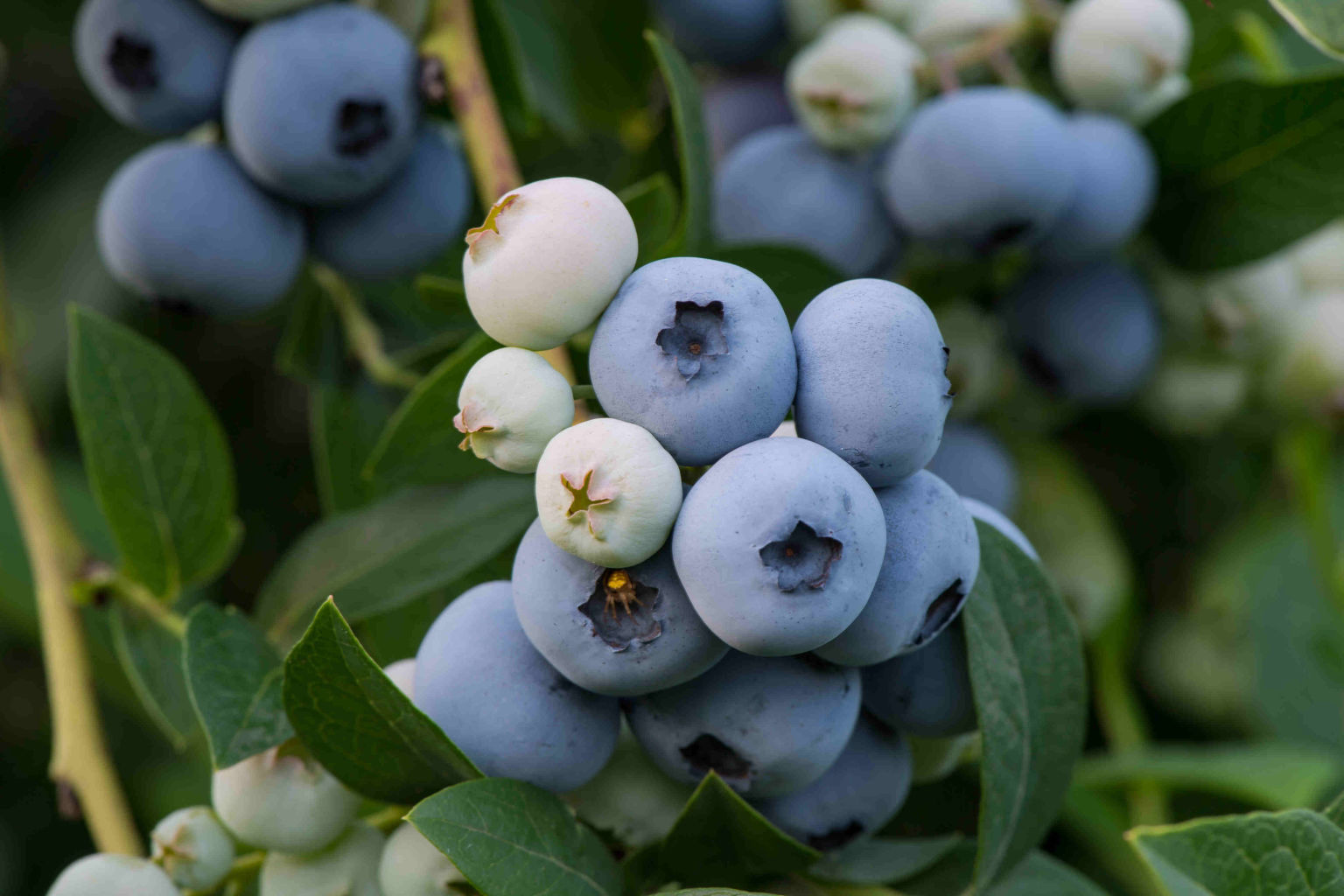 Bio-Beeren