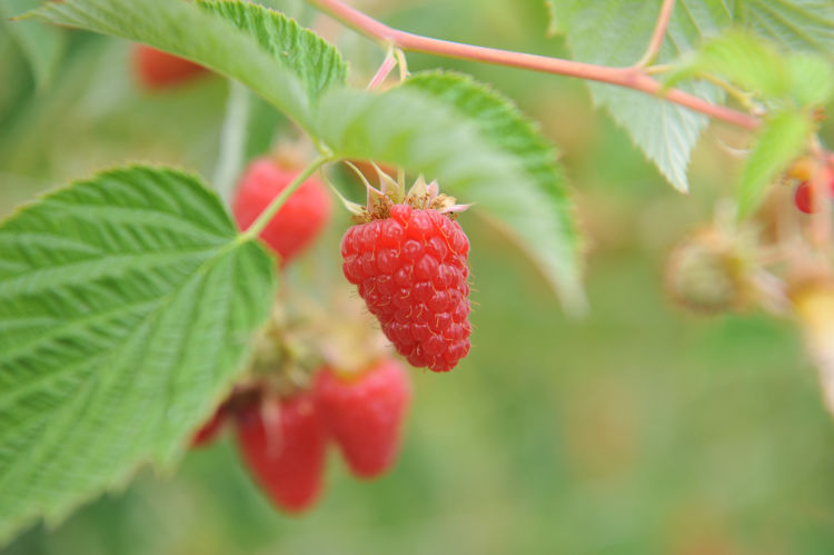 Bio-Himbeeren