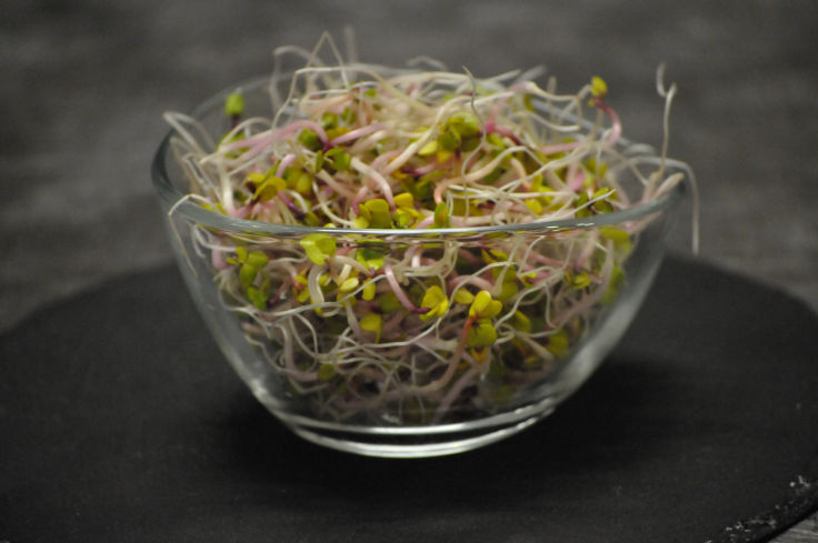 Bio Radieschen-Sprossen