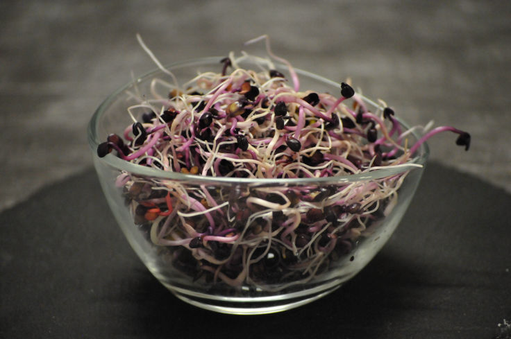 Bio Roter-Rettich-Sprossen