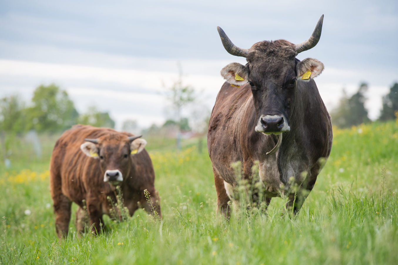Tierhaltung bioschmid